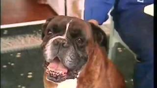 Pierre Perret association boxer ami