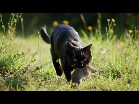 a cat run an catch a rat on grassland