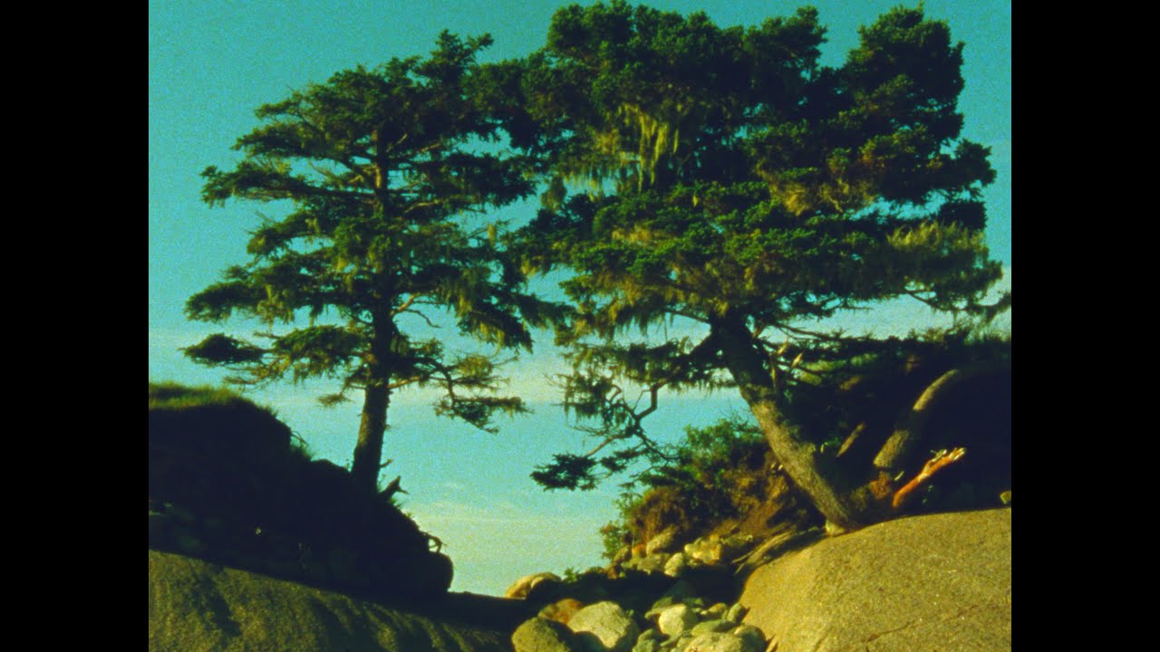 Two Trees (16mm, trailer)