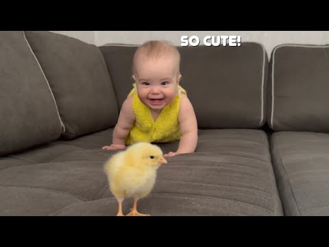 My Baby tries to catch baby chick ????