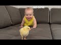 My Baby tries to catch baby chick 🐤