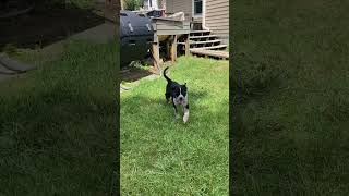 Video preview image #1 Mutt Puppy For Sale in Garden City, NY, USA