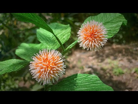 ABC TV | How To Make Nauclea Orientalis With Crepe Paper - Craft Tutorial