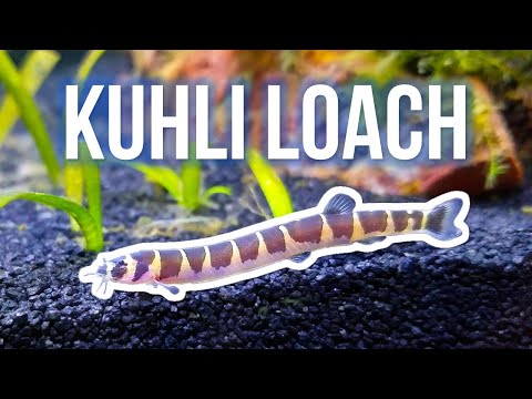 Kuhli Loaches – Best Beginner Oddball Fish?