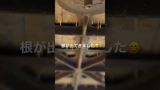玉ねぎ栽培・玉ねぎ苗作り花カゴ栽培・畑に移動！
