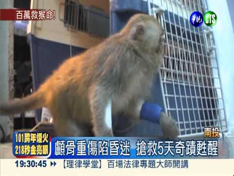 獼猴遭重擊癱瘓 132萬成功救回