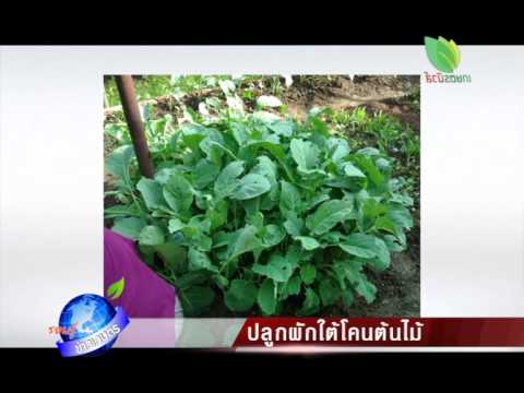 หญ้าสำหรับการเพิ่มความอ่อนแอ การรักษากระเทียมแรง