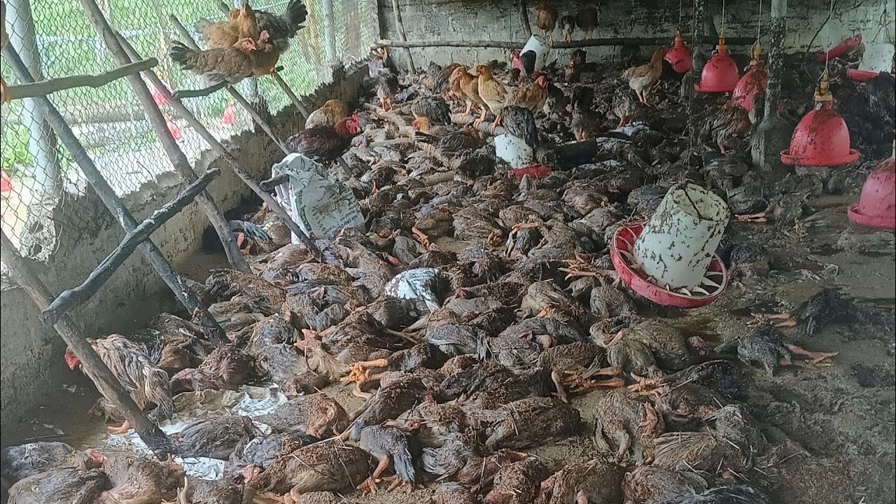 Typhoon Yagi destroyed my farm into a pile of rubble - How is the chicken farm after the storm.