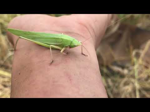 Grasshopper