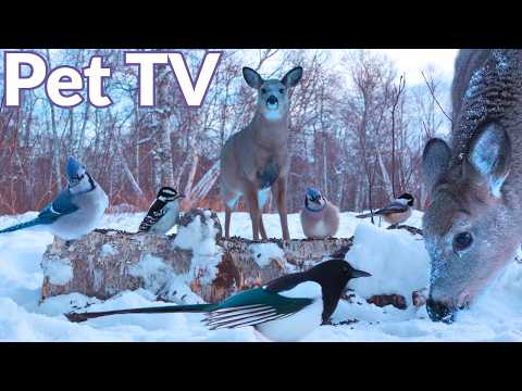Dog TV • Cat TV - 3 Deer Visit 🦌8 Hours of Relaxing Nature for Pets & Their Owners