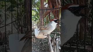 Download lagu Kaso kaso gacor #birds #kicaumonster #kasokaso mp3 Download lagu Kaso kaso gacor #birds #kicaumonster #kasokaso mp3