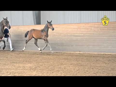 SWB Elitfölauktion 2015 - 21. HS Cool Case Z e. Cinsey - Manhattan