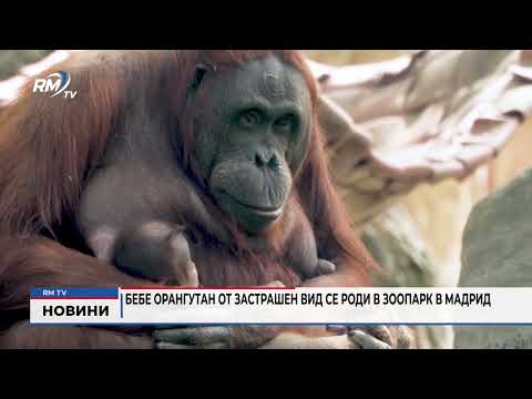 Бебе орангутан от застрашен вид се роди в зоопарк в Мадрид