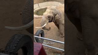 فيل ذكي فعل مالم يتوقعه أحد!