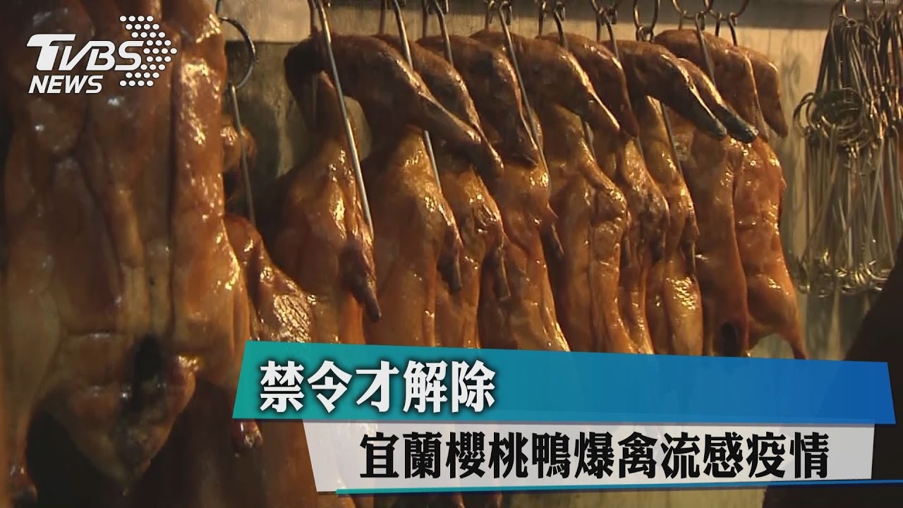 禁令才解除 宜蘭櫻桃鴨爆禽流感疫情