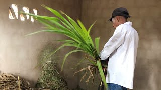 Como fazer silagem gastando pouco e pra pouca criação| José Luís