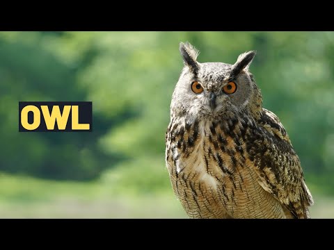 Owl Facts for Kids: Discover the Fascinating World of Owls