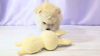 ハーフ犬の動画01