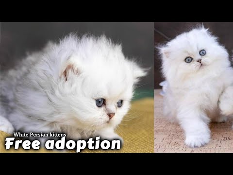 white Persian cat for free adoption - *2 beautiful kittens* free persian cat for adoption | Adopt me