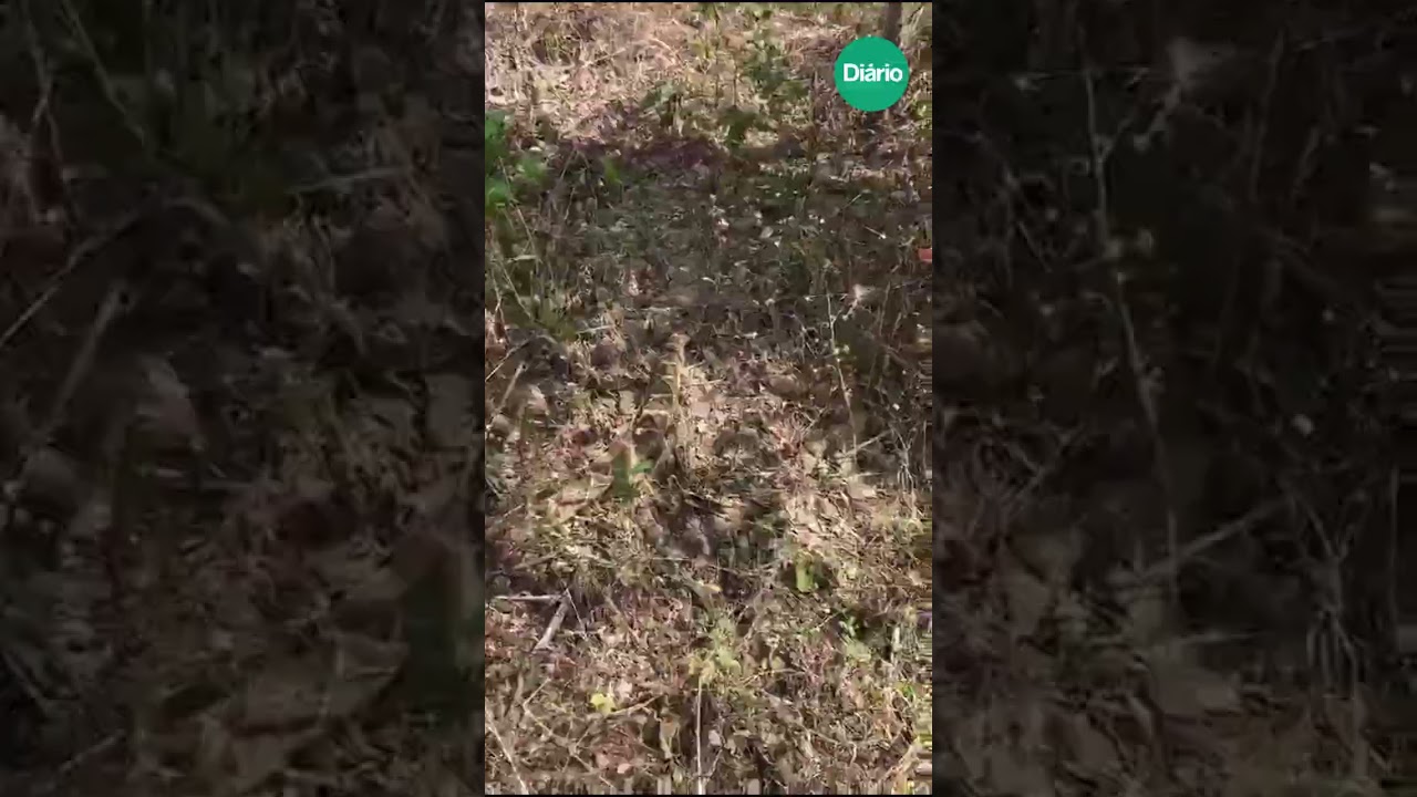 Imagem da notícia Cobra-cascavel de 1,5 metro é resgatada pelos bombeiros no Interior do Ceará; veja vídeo