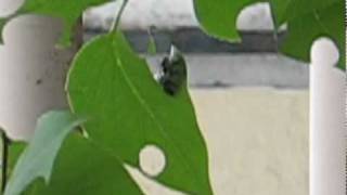 The Amazing Leaf Cutter Bees of Hell's Kitchen