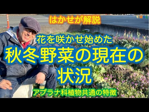 アサイー特有の房状の癖。