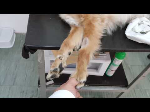 Neurología Veterinaria. Paciente tetraplejico. Lesión cervical.