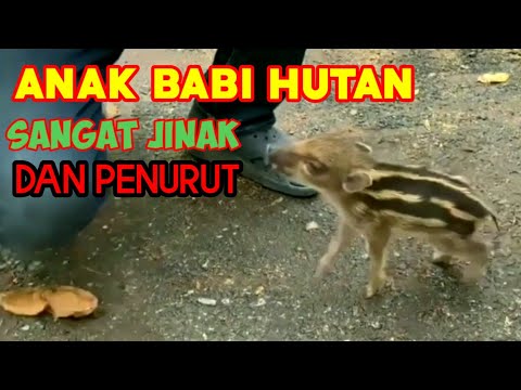 , title : 'Anak Babi Hutan Jinak Dan Penurut'