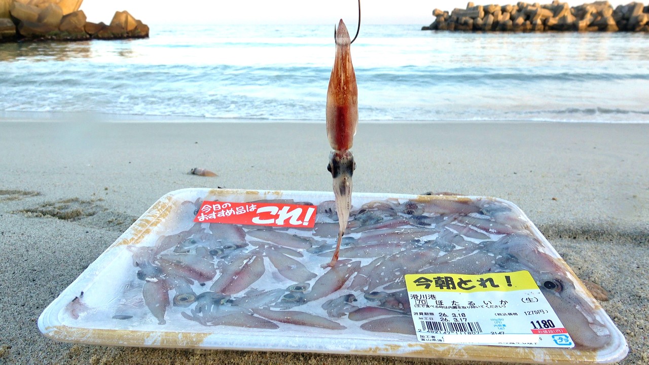 スーパーで売ってるホタルイカは最強の釣りエサ