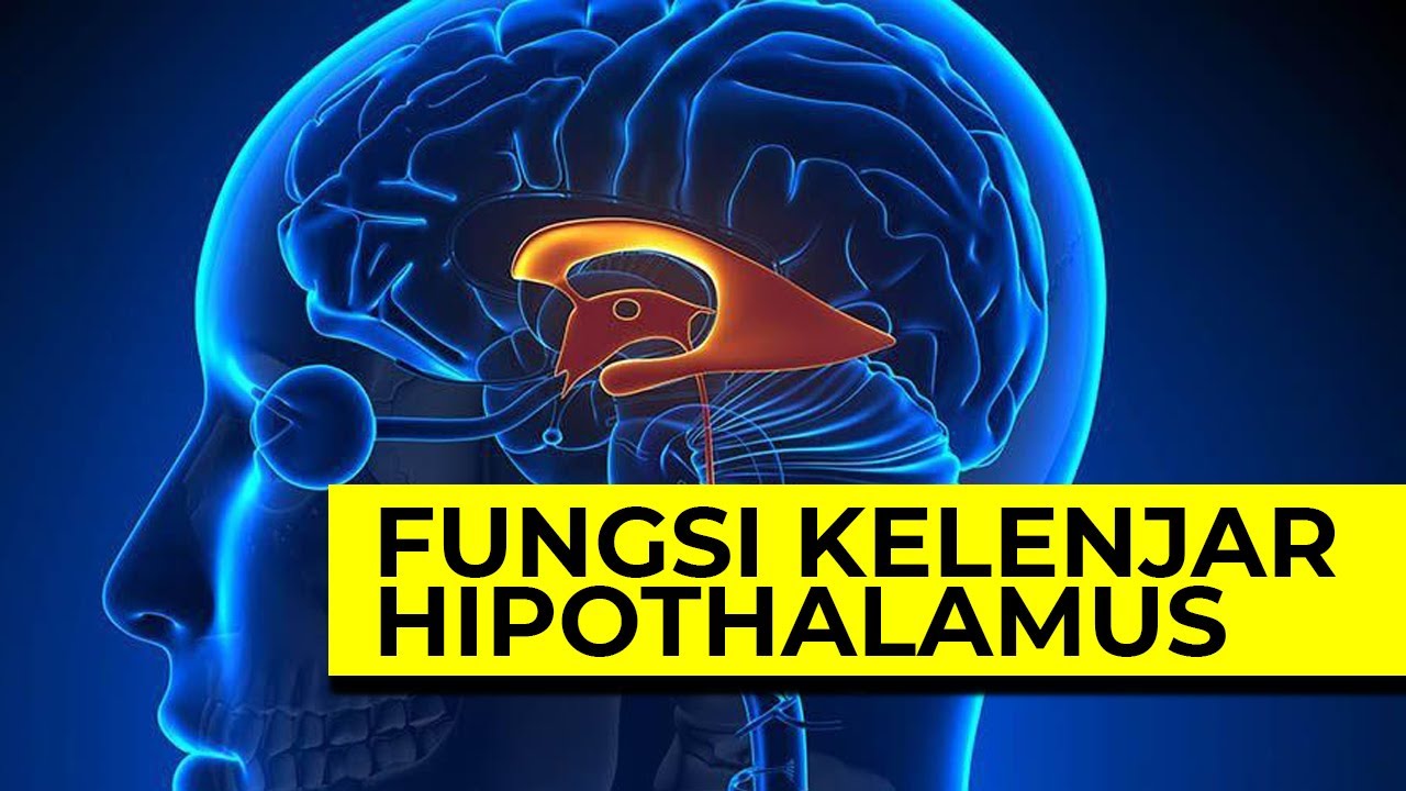 Fungsi Kelenjar Hipotalamus dan Hormon yang Dihasilkan