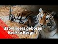 In de Beekse Bergen zijn drie Siberische tijgertjes geboren