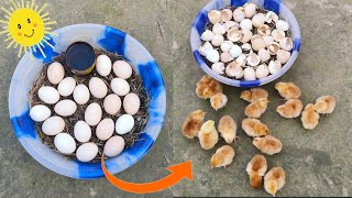 How to hatch eggs at home without incubator // amazing eggs hatching without incubator