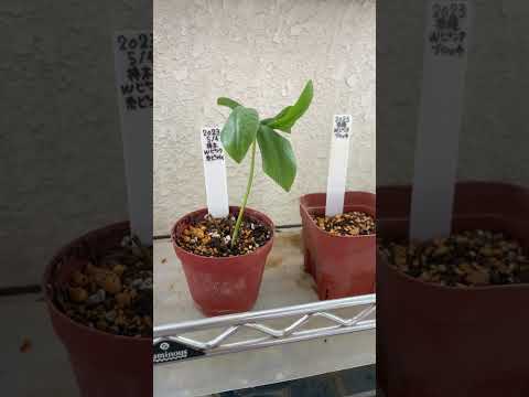 クリスマスローズを再び咲かせるにはどうすればいいですか？私たちのシンプルなアドバイス！  庭園