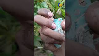 Download lagu VIRAL Warga Timika Papua Temukan Kodok Biru Langka Blue Dumpy Frog di Belakang Rumahnya mp3 Download lagu VIRAL Warga Timika Papua Temukan Kodok Biru Langka Blue Dumpy Frog di Belakang Rumahnya mp3