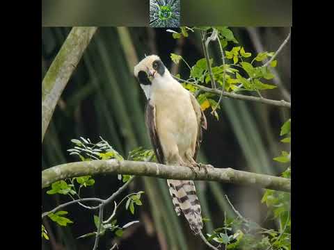 Herpetotheres cachinnans