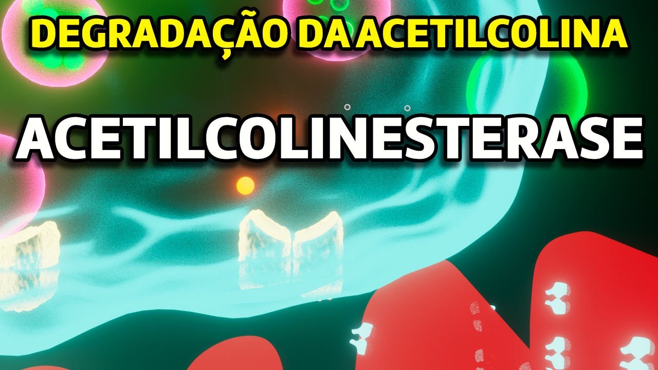 Acetilcolinesterase - A enzima que degrada a acetilcolina na fenda sináptica