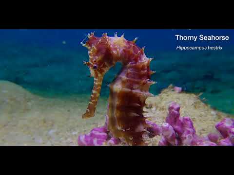 18 Seahorse - scuba diving video
