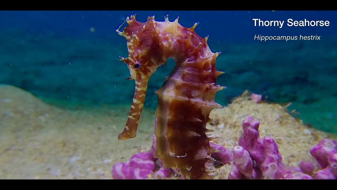 18 Seahorse