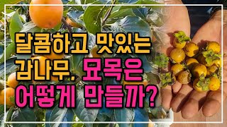 맛있는 감나무 만들기 : 뒷마당의 맛있는 감나무 묘목은 어떻게 만들까?
