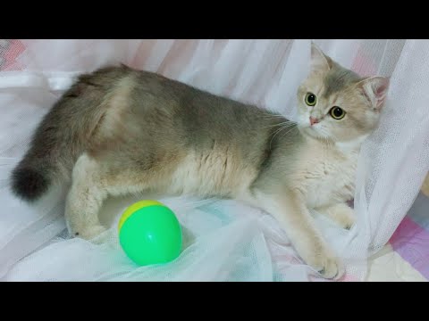 Leo cat vs Egg 🤪 Oh my God too cute