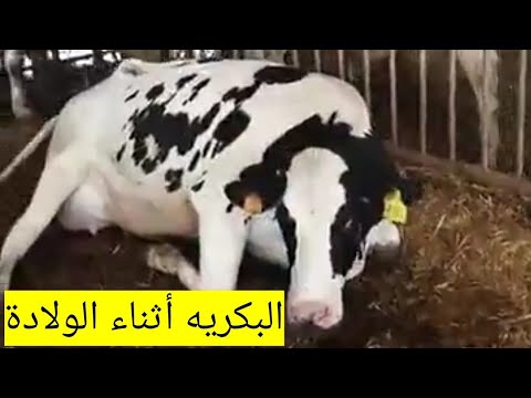 , title : 'كيف تتعامل مع البقرة البكريه أثناء الولادة مع محمد السعيد موسي'