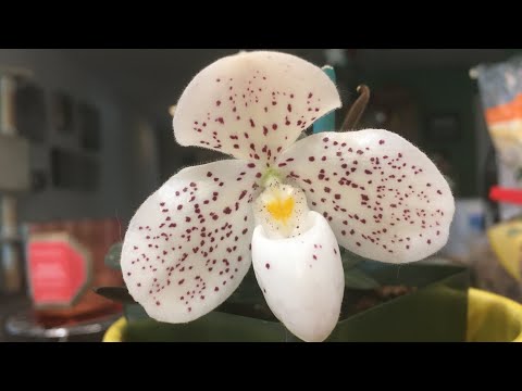 Paphiopedilums and Phragmipedium