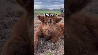 DO YOU THINK this COW is CUTE 🤣  Wholesome Mome