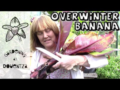 , title : 'How to Overwinter the Red Abyssinian Banana, Ensete ventricosum 'Maurelii''