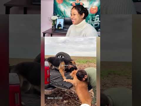 Malik Dekho To Kaan Ukhad Gaya Kya 🐶 #dogeshbhai #funnydog #desidubbing #animalcomedy #viralshorts