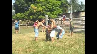 preview picture of video 'Menino de 5 anos montando em bezerro em Espigão D'oeste,Rondonia'