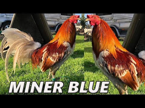 PURE MINER BLUE !! Fabian Alvarado Fa Farm Beautiful Birds