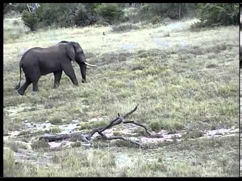 Elephant @ Djuma Waterhole Cam 120113