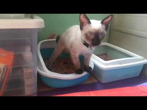 Play time and preparing foods for my Siamese cat !