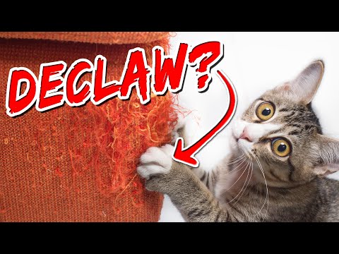 Should I Declaw My Cat? | Advice From A Vet